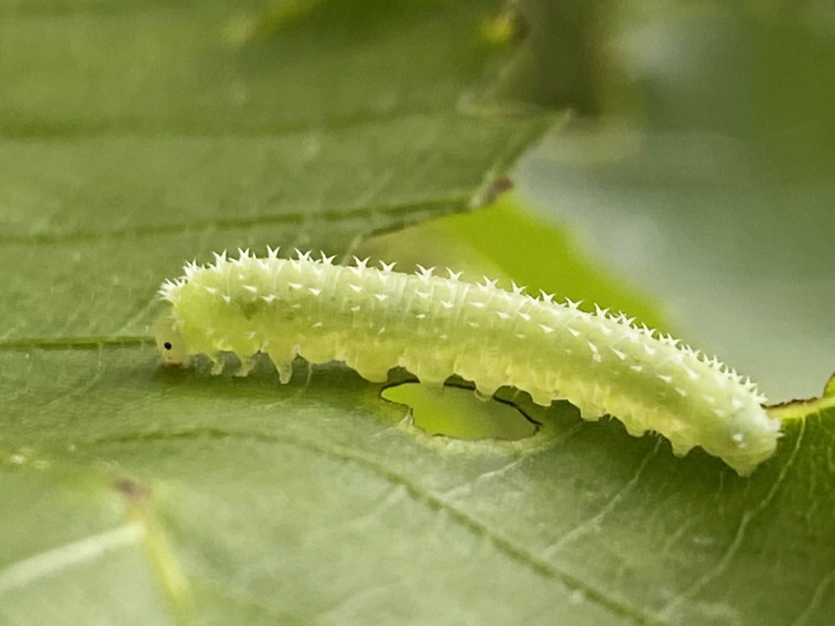 NN10 - male Sawfly larva